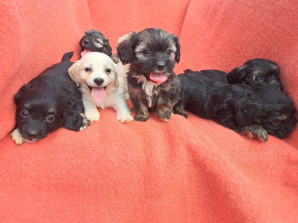 BOOMER PUPS  Dierendag  kom kijken !!!!!!, Nederland, CDV (hondenziekte), 8 tot 15 weken, Meerdere
