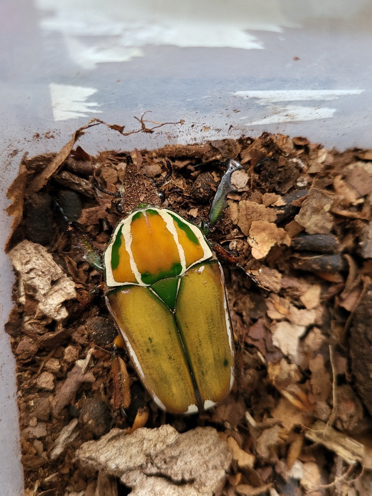 Mecynorrhina torquata ugandensis mtu geel groen oranje man, Dieren en Toebehoren, Insecten en Spinnen, Overige soorten