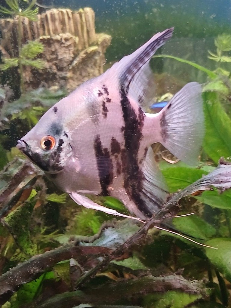 Maanvis Pterophyllum scalare Amazon, Vis, Zoetwatervis