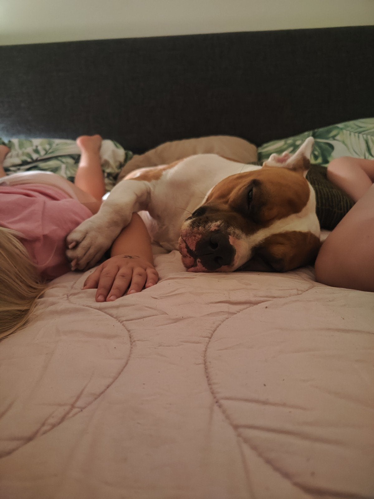 American Staffordshire Terrier, Dieren en Toebehoren, Honden | Niet-rashonden, Particulier, Reu, Buitenland, Eén hond