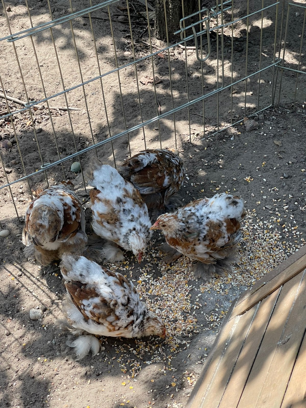 Cochin kriel porselein 2x kuiken haantje, Dieren en Toebehoren, Pluimvee, Mannelijk, Kip