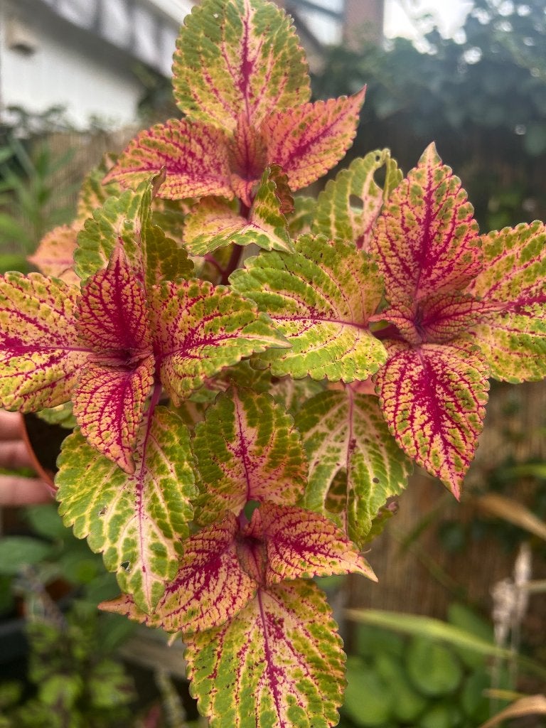 Coleus stek️✂️, Ophalen of Verzenden, Halfschaduw, Minder dan 100 cm