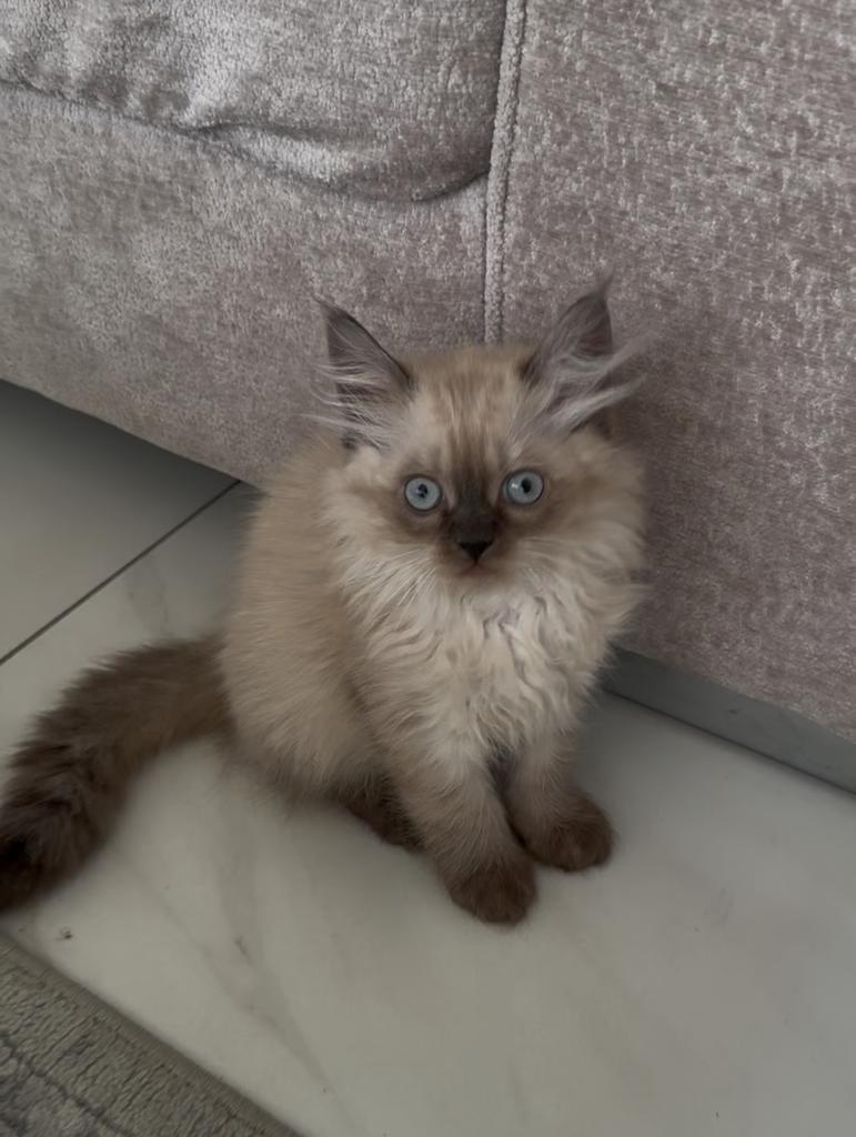 Lieve Perzische kittens - nog 2 beschikbaar❗️, Meerdere dieren, Ontwormd