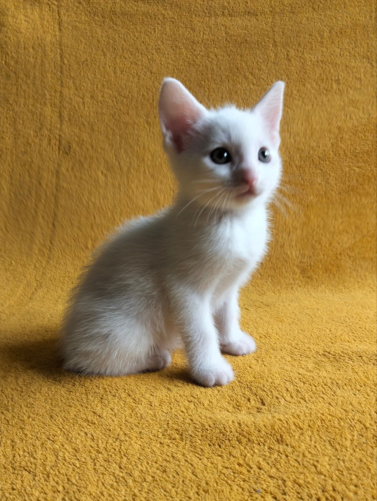 5 speelse kittens, Dieren en Toebehoren, Meerdere dieren, Kortharig, 0 tot 2 jaar