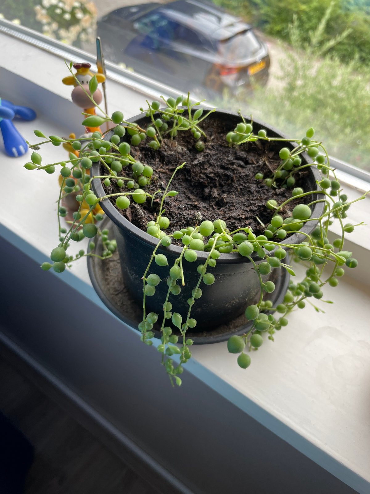 Erwtenplantje (Senecio rowleyanus) in pot, Huis en Inrichting, Ophalen, Vetplant, In pot, Minder dan 100 cm