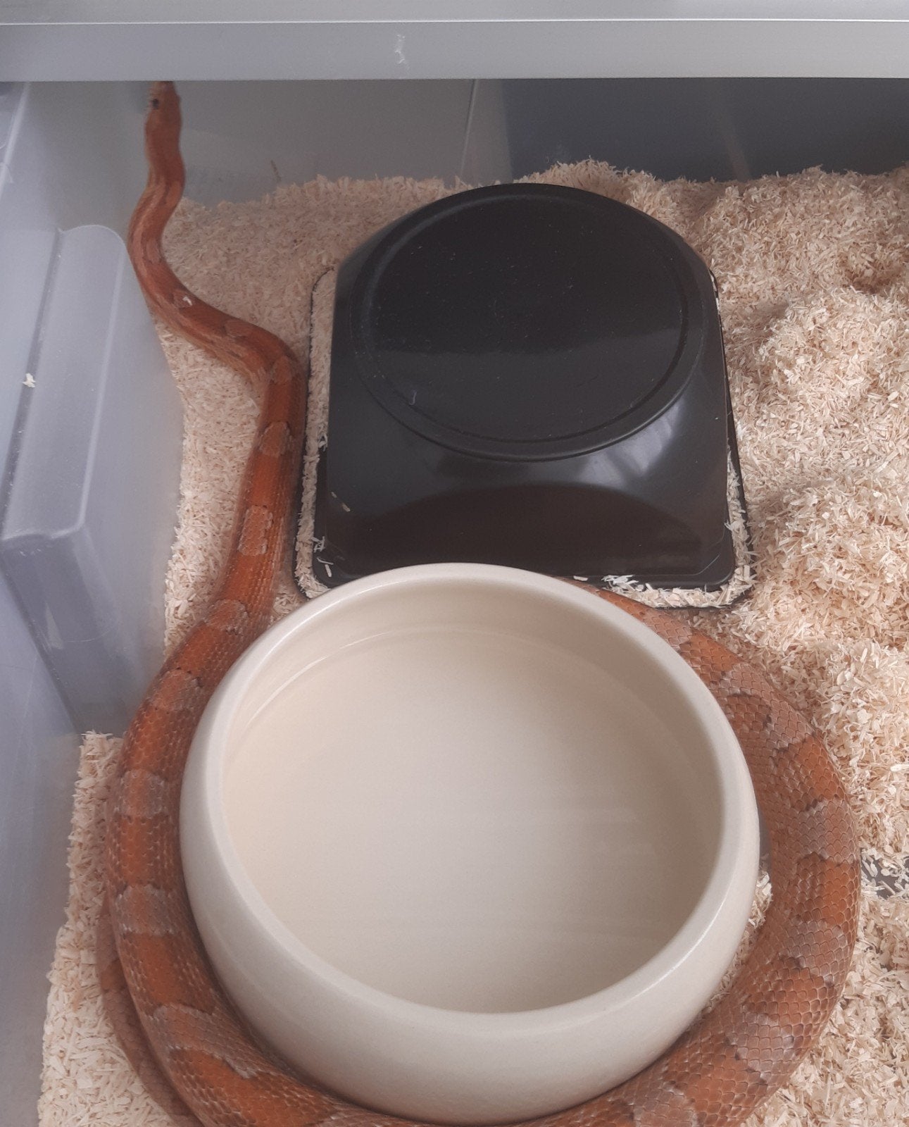 Rattenslang 1.0 Kastanie Rat Snake photo 3