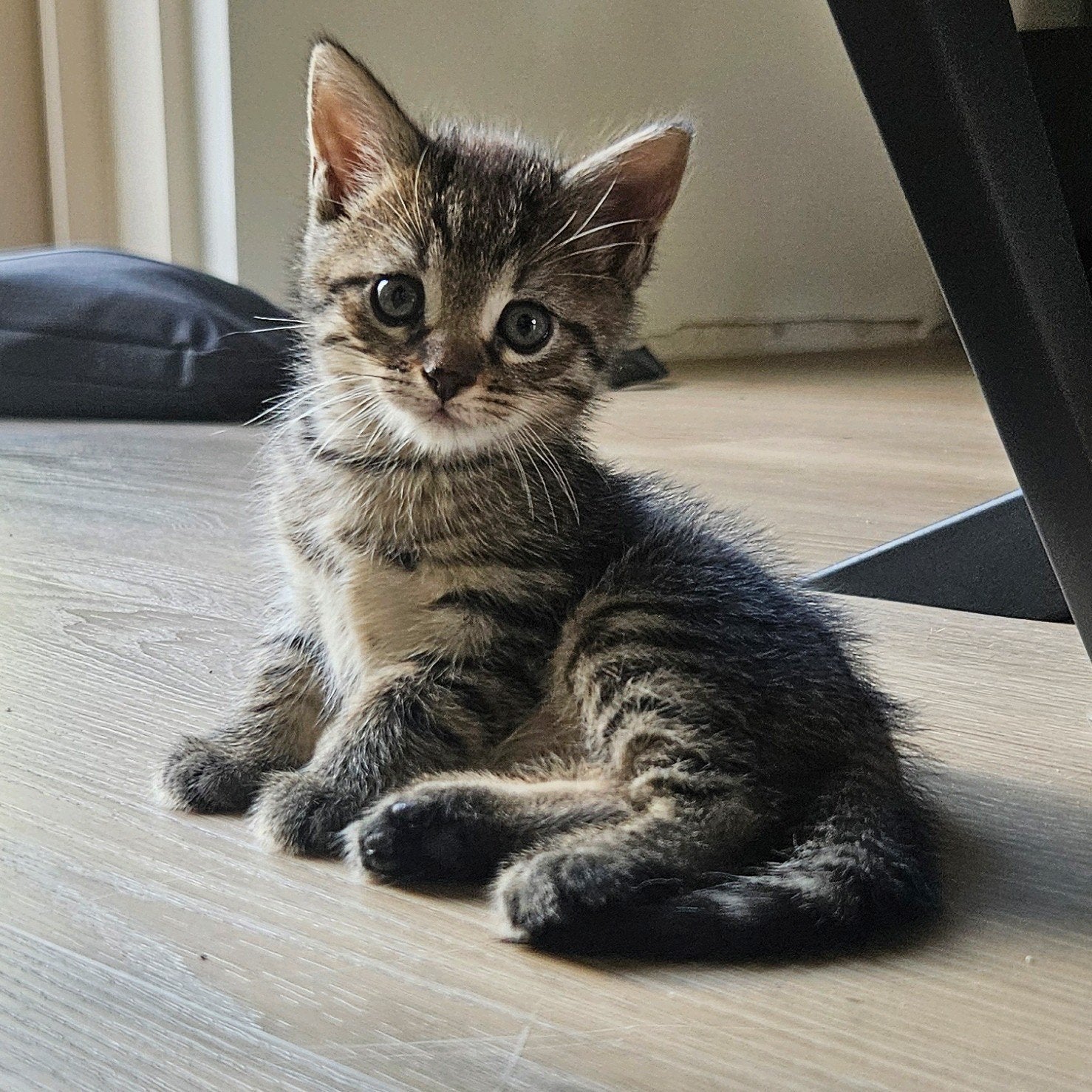Kittens, nog 2 over., Meerdere dieren, 0 tot 2 jaar