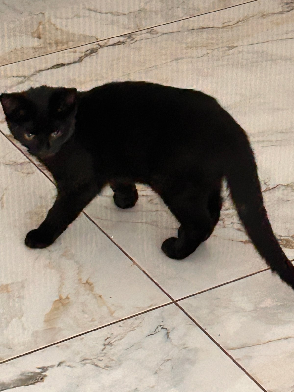 Kitten 4 maanden oud., Poes