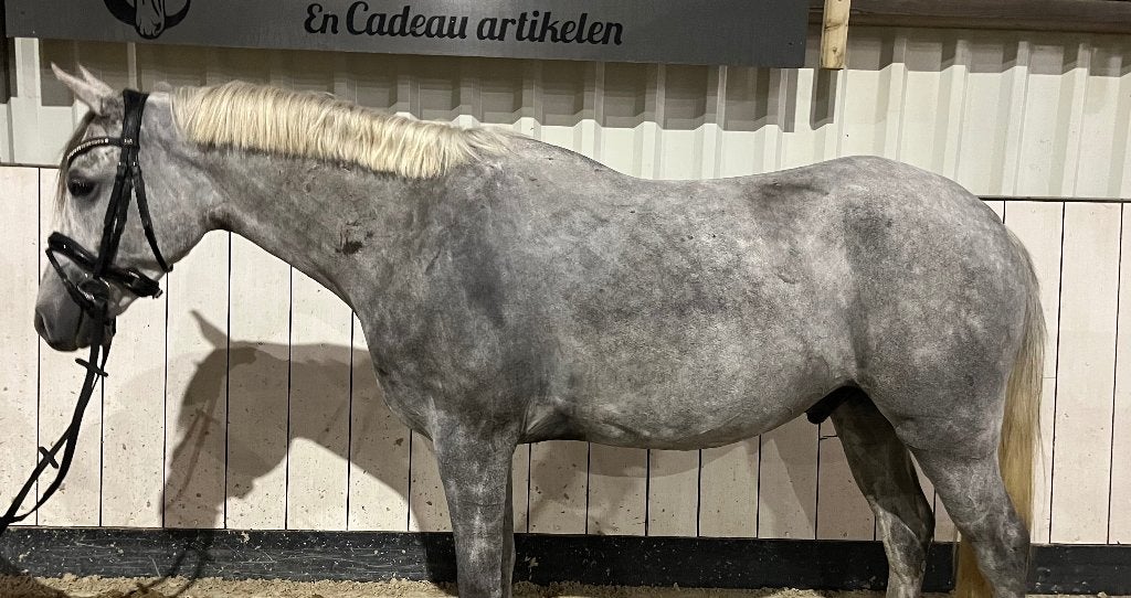 Eyecatcher D pony, B, Ruin, 3 tot 6 jaar, Gechipt
