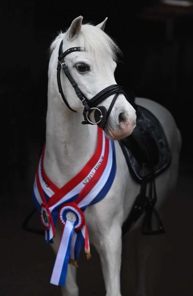 Pony beschikbaar lease eindhoven, Ruiter of Bijrijder