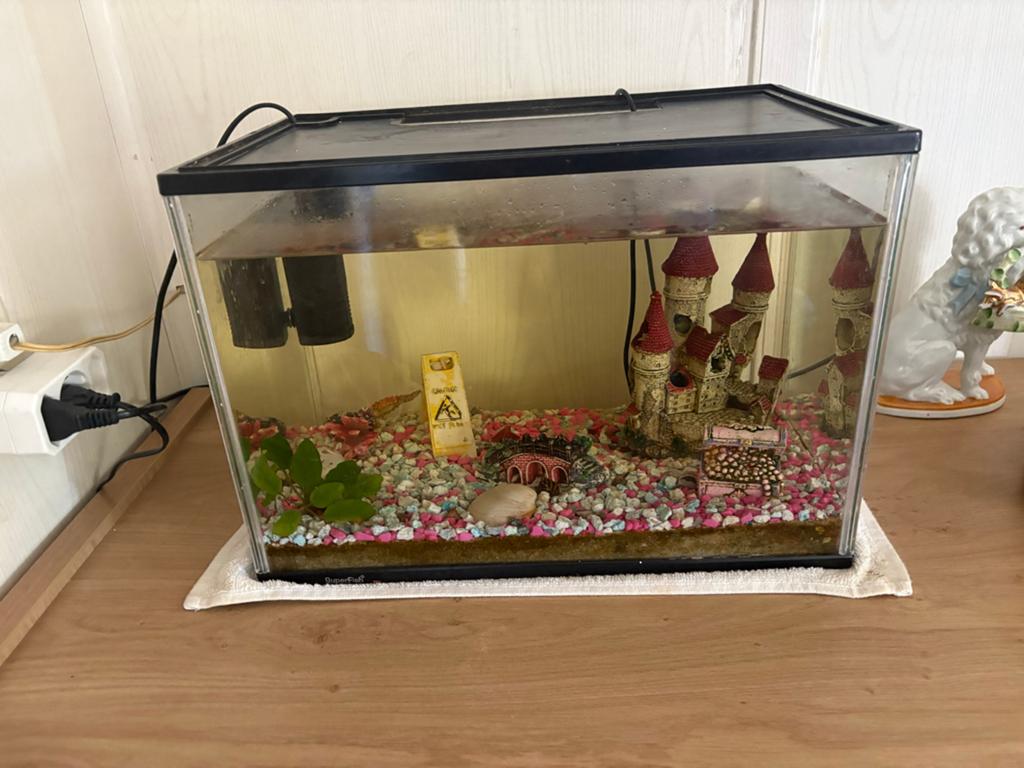 Aquarium met 2 algeneters, Dieren en Toebehoren, Vissen | Aquaria en Toebehoren, Ophalen, Inclusief toebehoren, Gebruikt, Overige typen