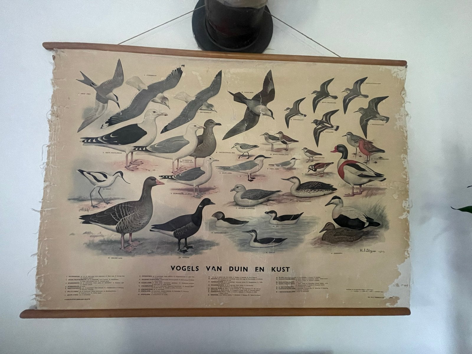Vintage Schoolplaat Wandhanger - Vogels van Duin en Kust, Antiek en Kunst, Antiek | Schoolplaten, Ophalen, Natuur en Biologie