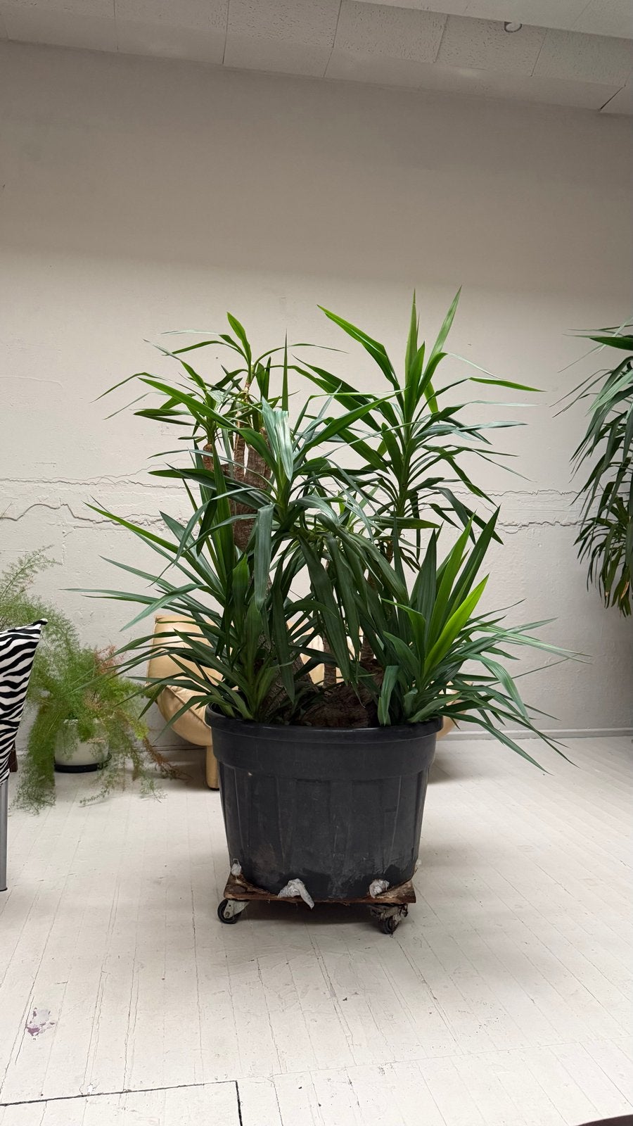 Grote Yucca binnenplant - 2 meter hoog, Tuin en Terras, Ophalen, Bloeit niet, Overige soorten, Halfschaduw
