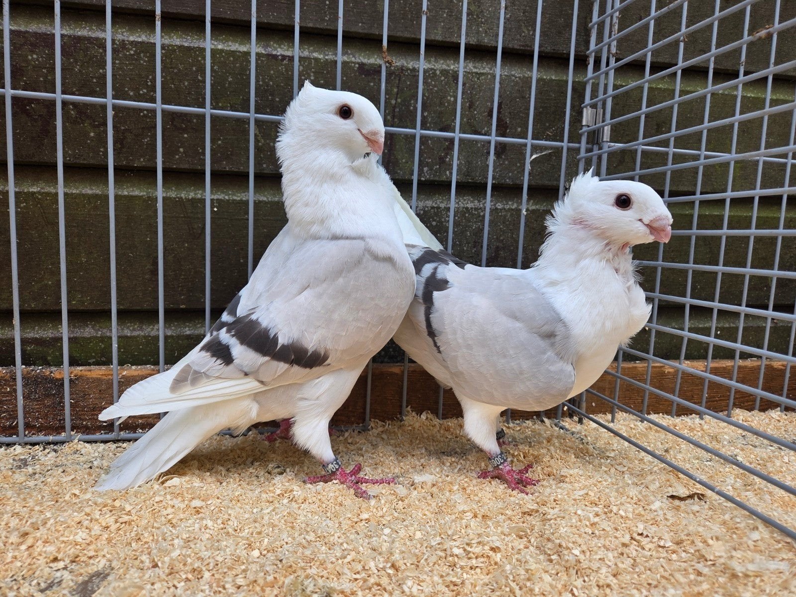 oud Hollandse meeuwen, Dieren en Toebehoren, Meerdere dieren, Overige soorten