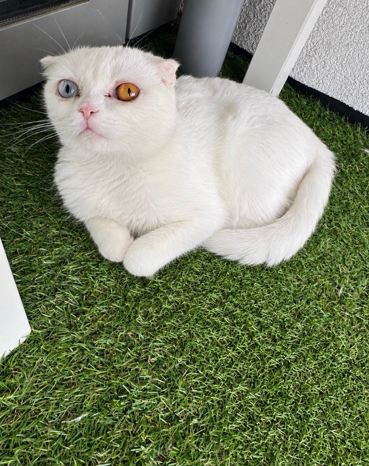 Lieve poes, Dieren en Toebehoren, Katten en Kittens | Overige Katten