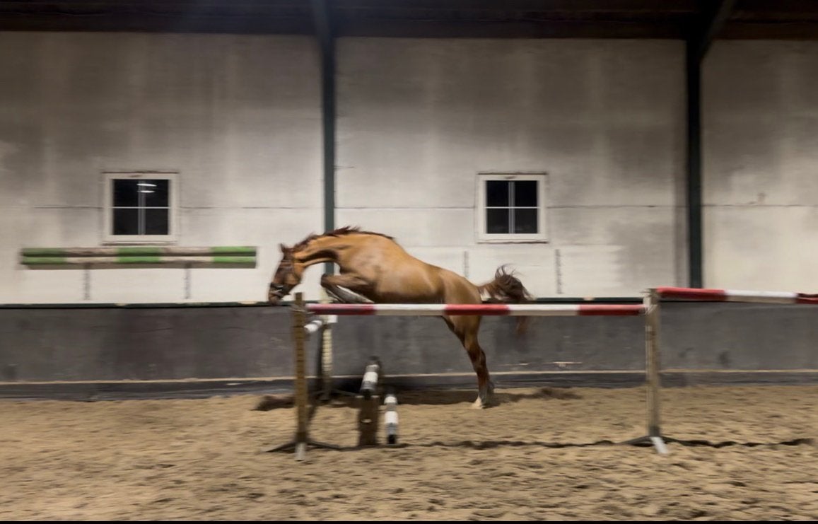 3 jarige, Dieren en Toebehoren, Springpaard, Met stamboom, Ruin, 3 tot 6 jaar