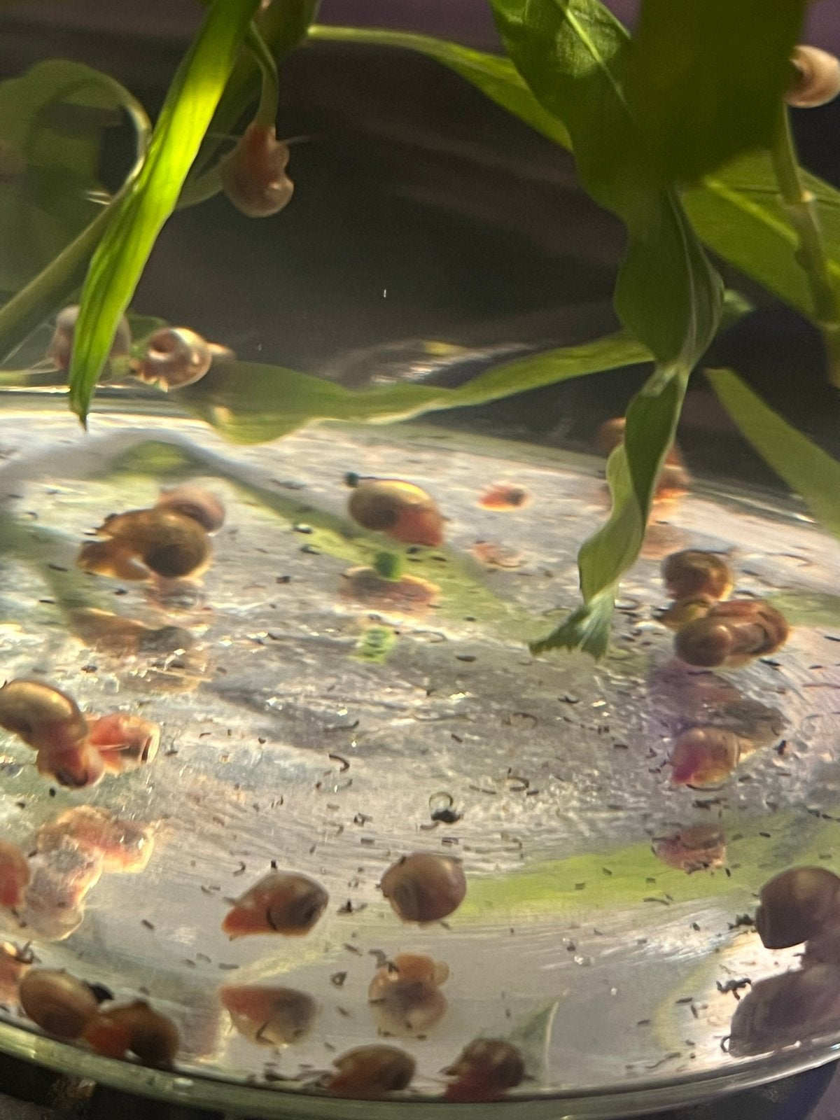 Jonge posthoorn slakken, Dieren en Toebehoren, Vissen | Aquariumvissen, Slak of Weekdier