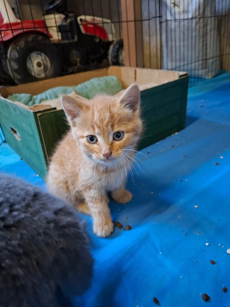 Kitten, Dieren en Toebehoren, Kater, Kortharig, 0 tot 2 jaar