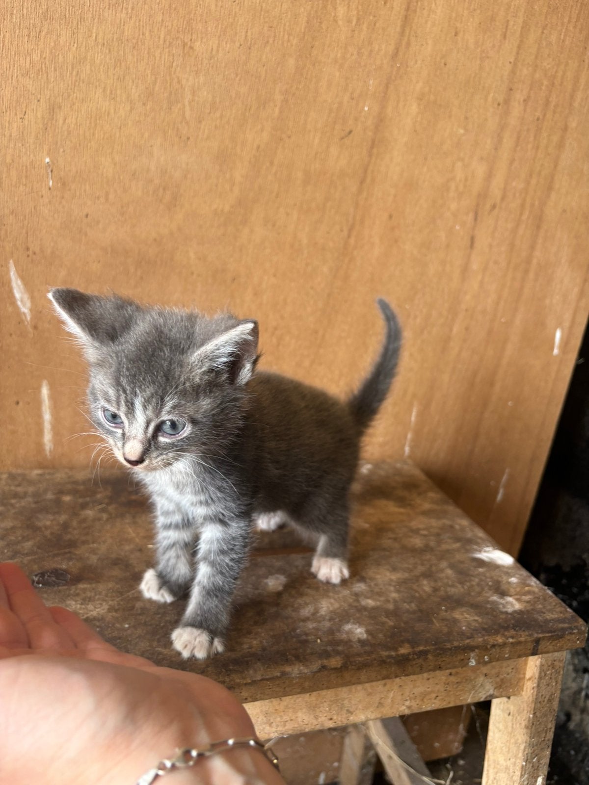 Grijze kater en 2 wit met zwarte poezen (wat langharig), Meerdere dieren