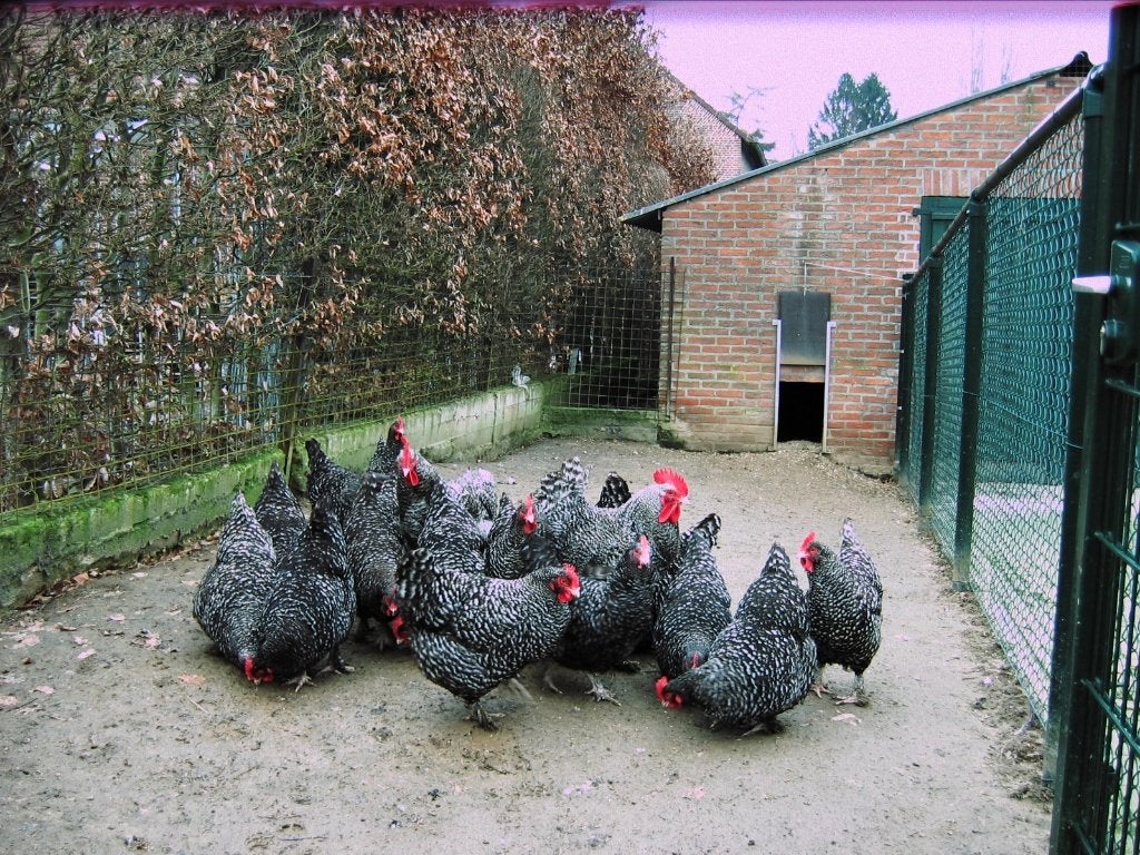 Broedeieren mechelse koekoek, Dieren en Toebehoren, Pluimvee, Geslacht onbekend, Kip