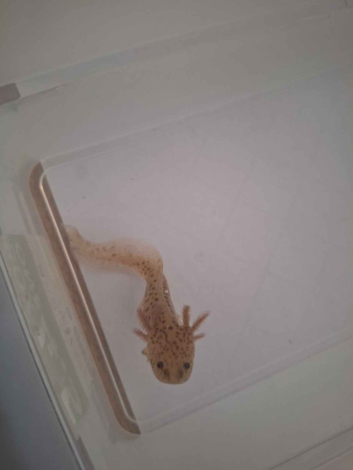 Koper kleurige baby axolotls, Amfibie, 0 tot 2 jaar