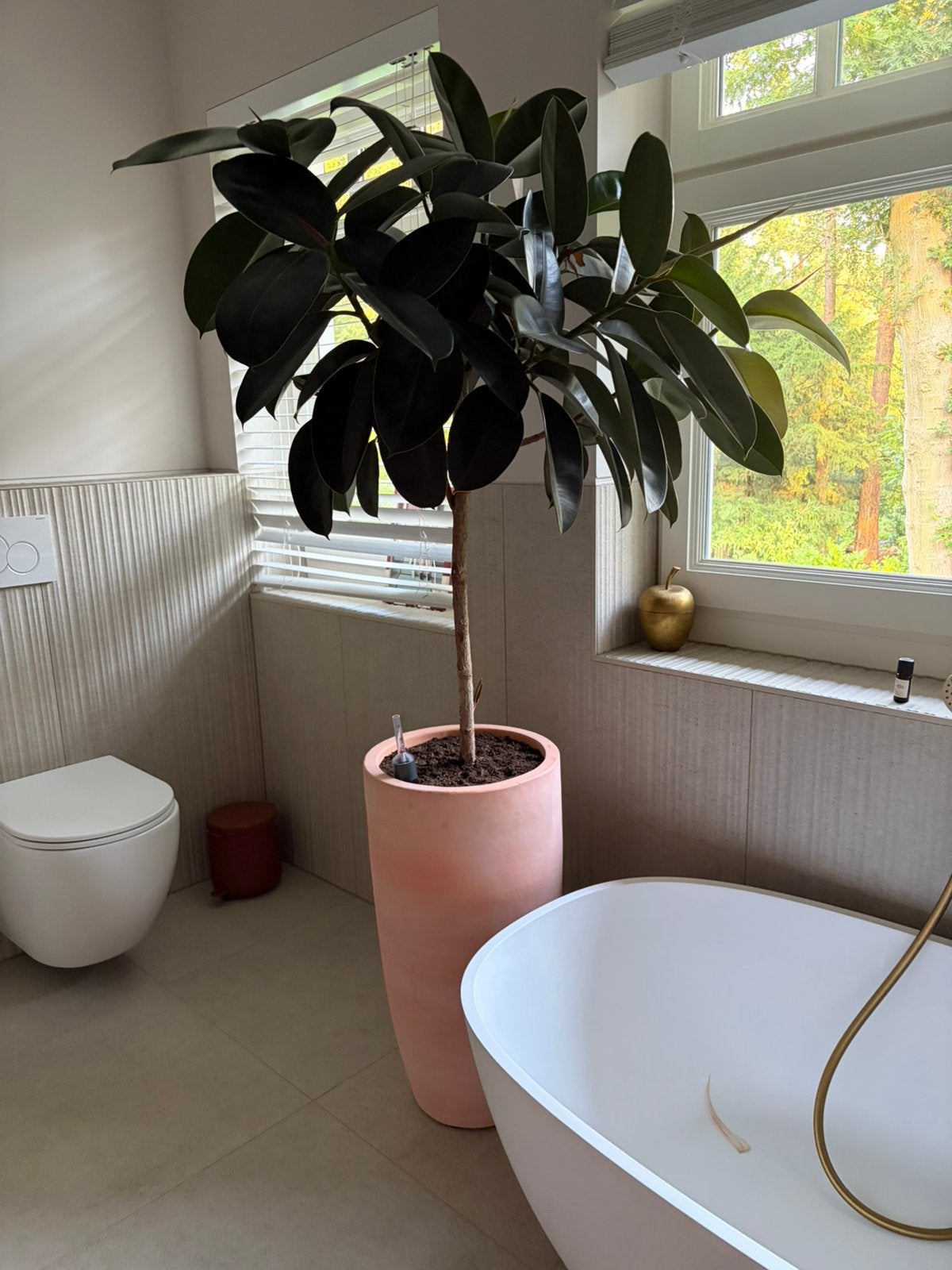 XL Rubberplant Kamerplant + Designpot, Huis en Inrichting, Kamerplanten, Ophalen, Ficus, Halfschaduw, 150 tot 200 cm