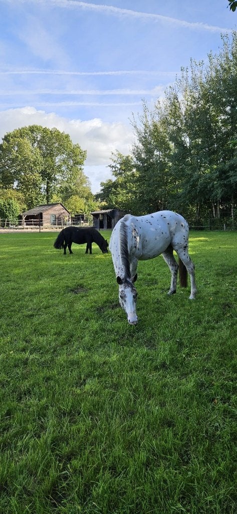 Lieve mensgerichte D of E pony GEZOCHT, Meerdere dieren, 3 tot 6 jaar