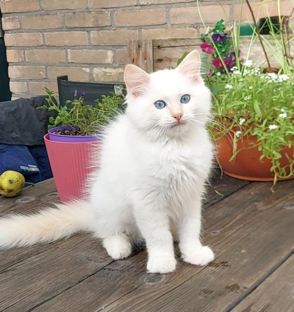 Prachtige  Ragdoll kitten, Meerdere dieren, Ontwormd, 0 tot 2 jaar