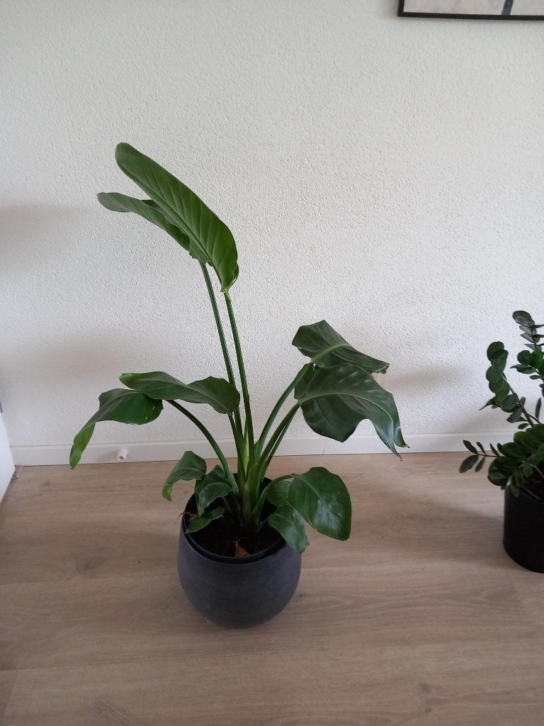 Groene kamerplant, Minder dan 100 cm, Groene kamerplant, Groenteplant, Halfschaduw