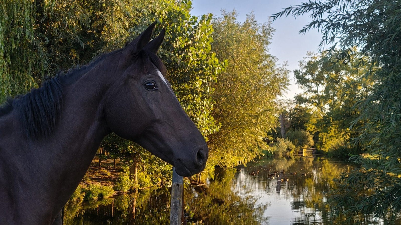 2 super leuke jongen paarden., Merrie, 3 tot 6 jaar