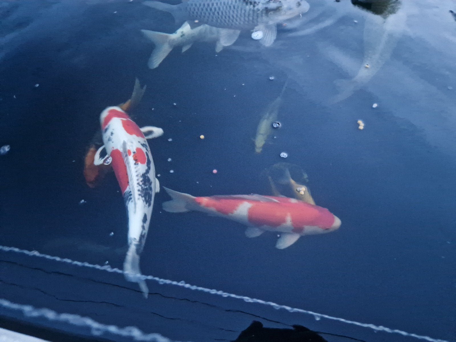 Koi losse verkoop tot 80cm, Dieren en Toebehoren, Karper of Koi