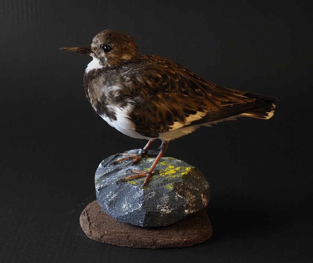Opgezette Steenloper, Verzamelen, Ophalen of Verzenden, Nieuw, Vogel, Opgezet dier