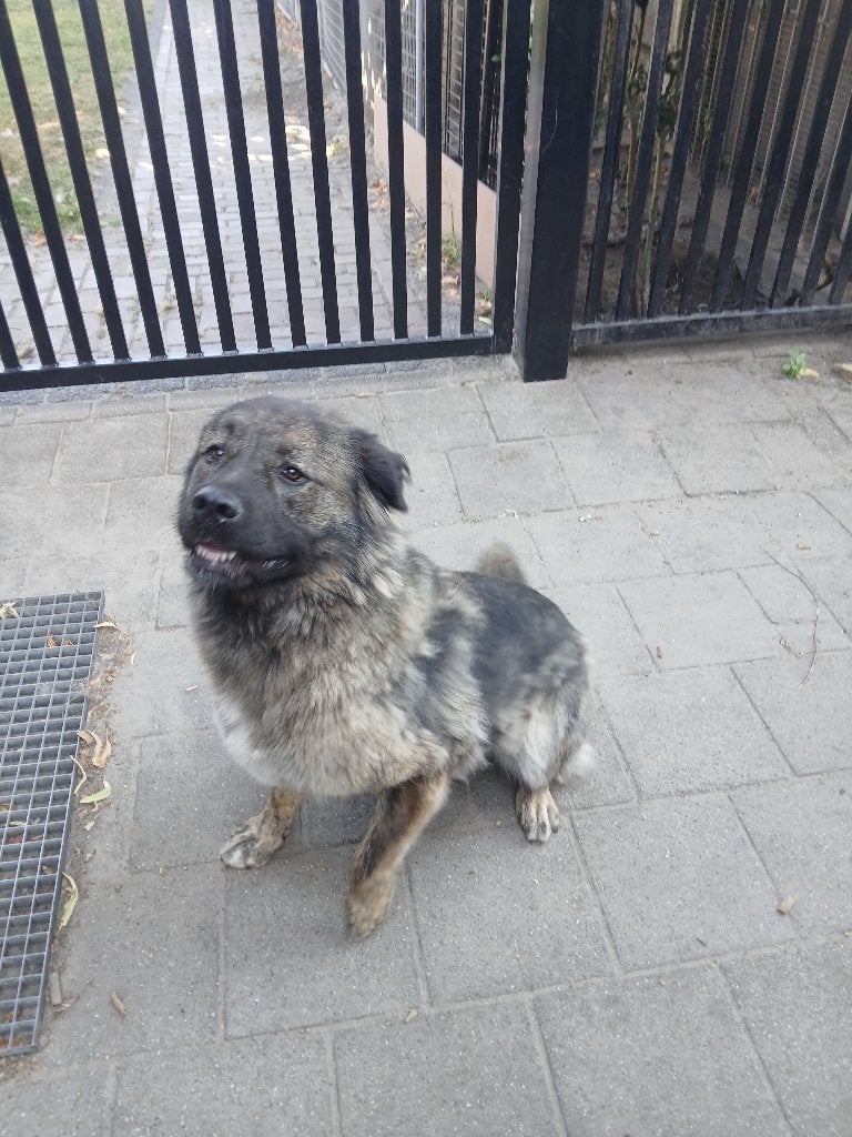 Kaukasische herder, Dieren en Toebehoren, Honden | Herdershonden en Veedrijvers, 1 tot 2 jaar, Teef, Parvo, Eén hond
