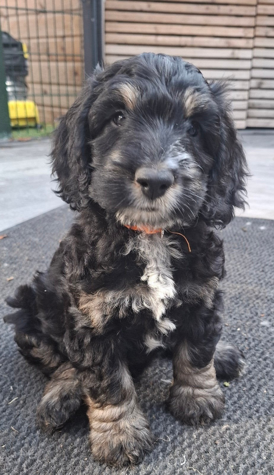 Cockapoo pups, Parvo, Overige rassen, 8 tot 15 weken, Teef