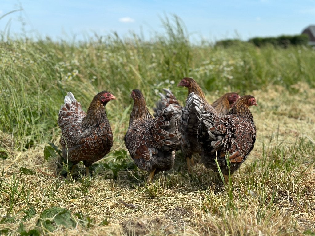Jonge Wyandotte kriel Goud Blauw gezoomd gesekst en ingeënt, Dieren en Toebehoren, Pluimvee, Vrouwelijk, Kip
