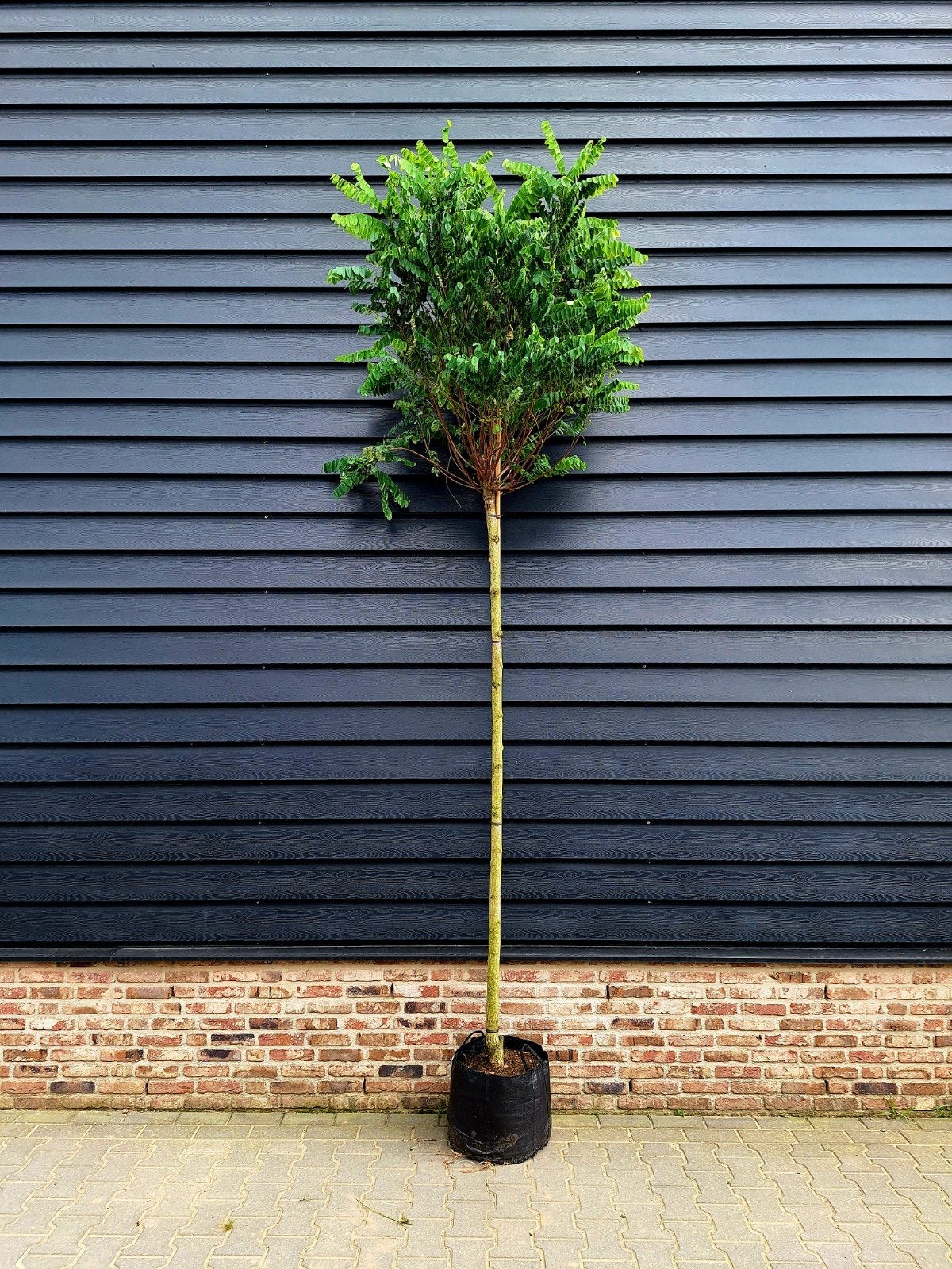 Robinia pseudoacacia 'Umbraculifera' (bol Acacia)🌳, Tuin en Terras, Planten | Bomen, Ophalen, Volle zon, Overige soorten