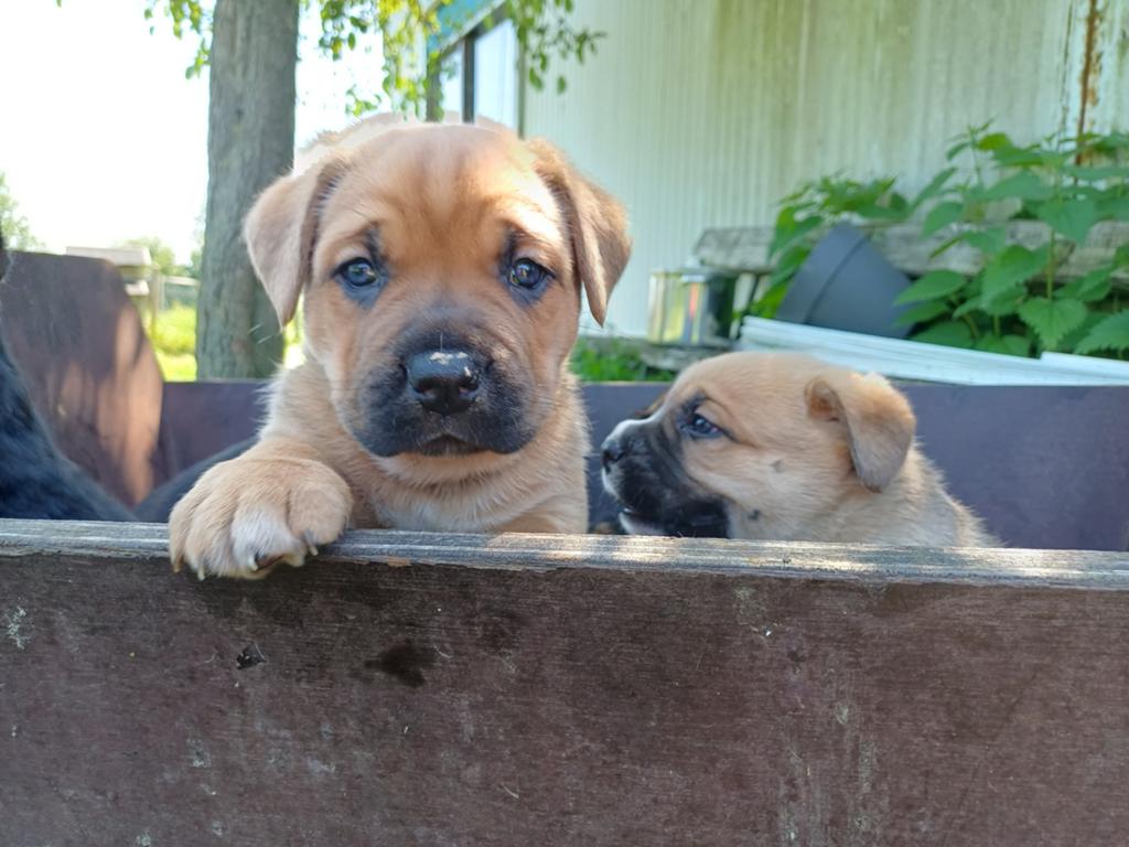 Unieke pups: Cane Corso x Duitse Herder/Corgi, 8 tot 15 weken, Meerdere, Meerdere dieren, Nederland