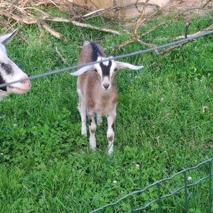 1 jong geitje en 1 bokje, Dieren en Toebehoren, Schapen, Geiten en Varkens, Geit, Meerdere dieren, 0 tot 2 jaar