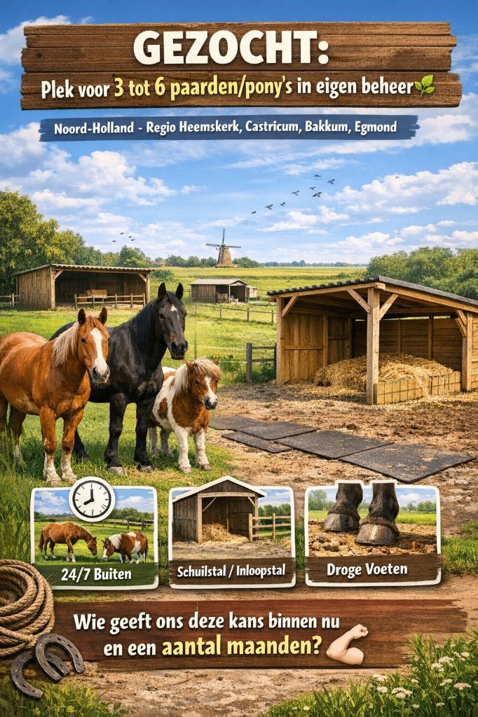 Plek in eigen beheer, 3 tot max 6 paarden/pony's, Dieren en Toebehoren, Stalling en Weidegang