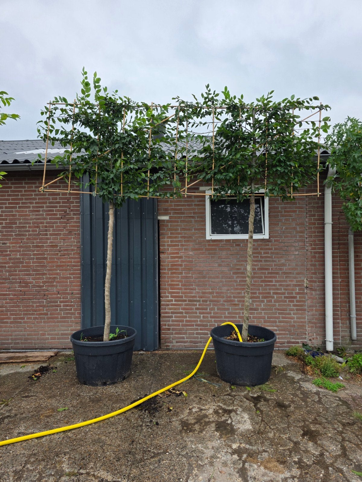 leicarpinus 2stuks, Tuin en Terras, Leiboom, Ophalen of Verzenden, 100 tot 250 cm, Zomer