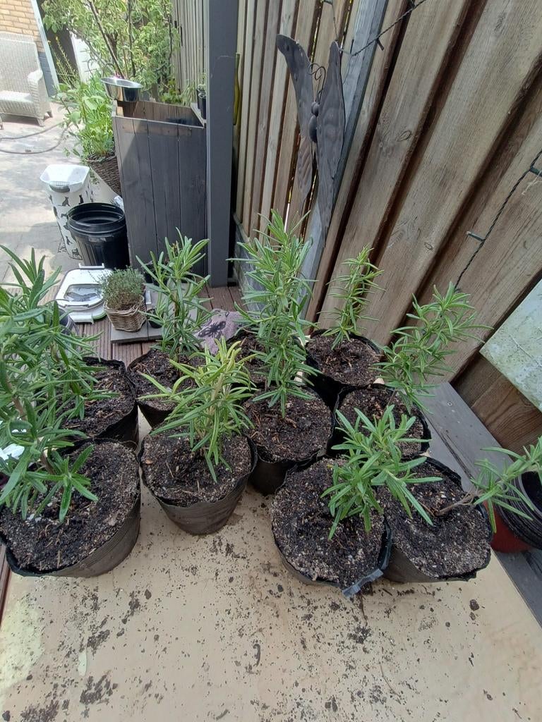 Verse Rozemarijn Plantjes - Ideaal voor Tuin & Keuken, Tuin en Terras, Planten | Tuinplanten, Ophalen, Eenjarig, Groenteplanten
