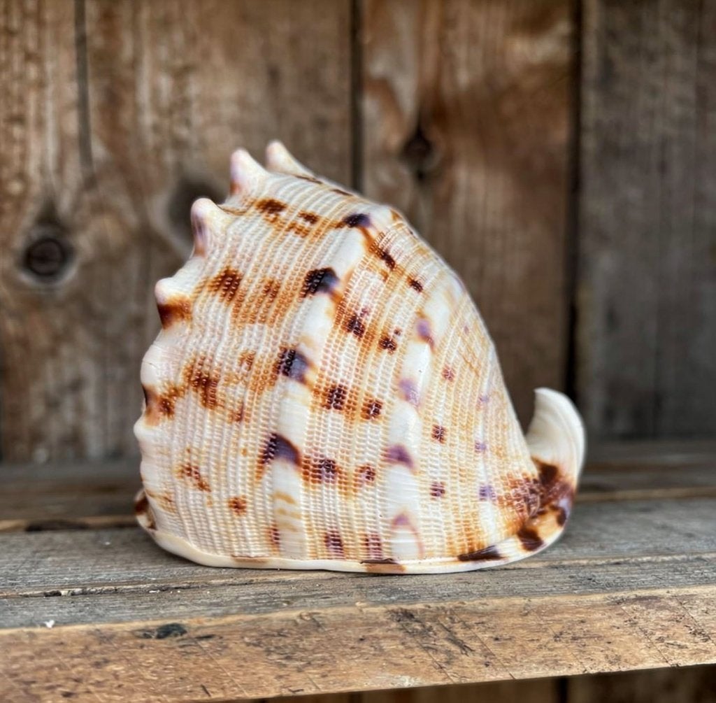 Deze schelp is een Cassis cornuta., Verzamelen, Ophalen of Verzenden, Schelp(en)