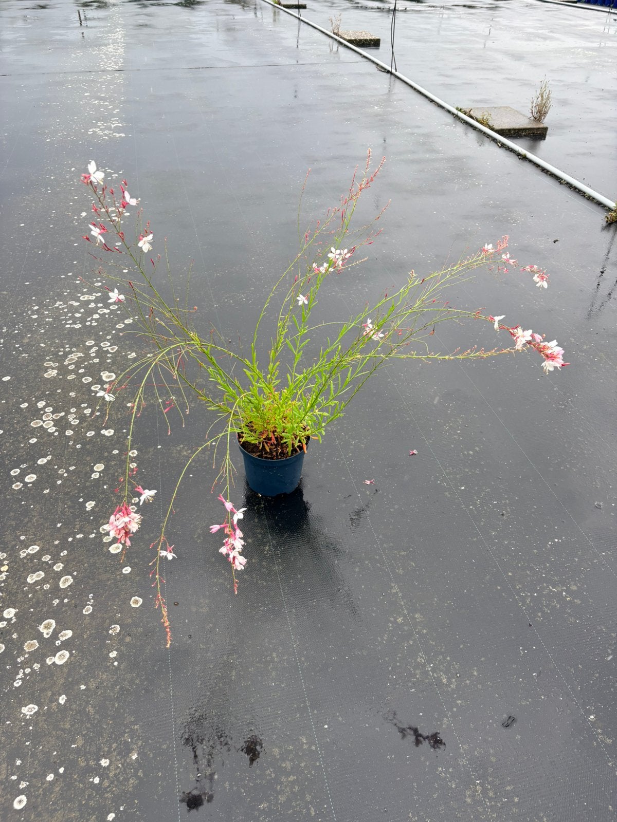 Gaura lindheimeri in 3 liter pot!, Tuin en Terras, Ophalen of Verzenden, Eenjarig, Overige soorten, Volle zon