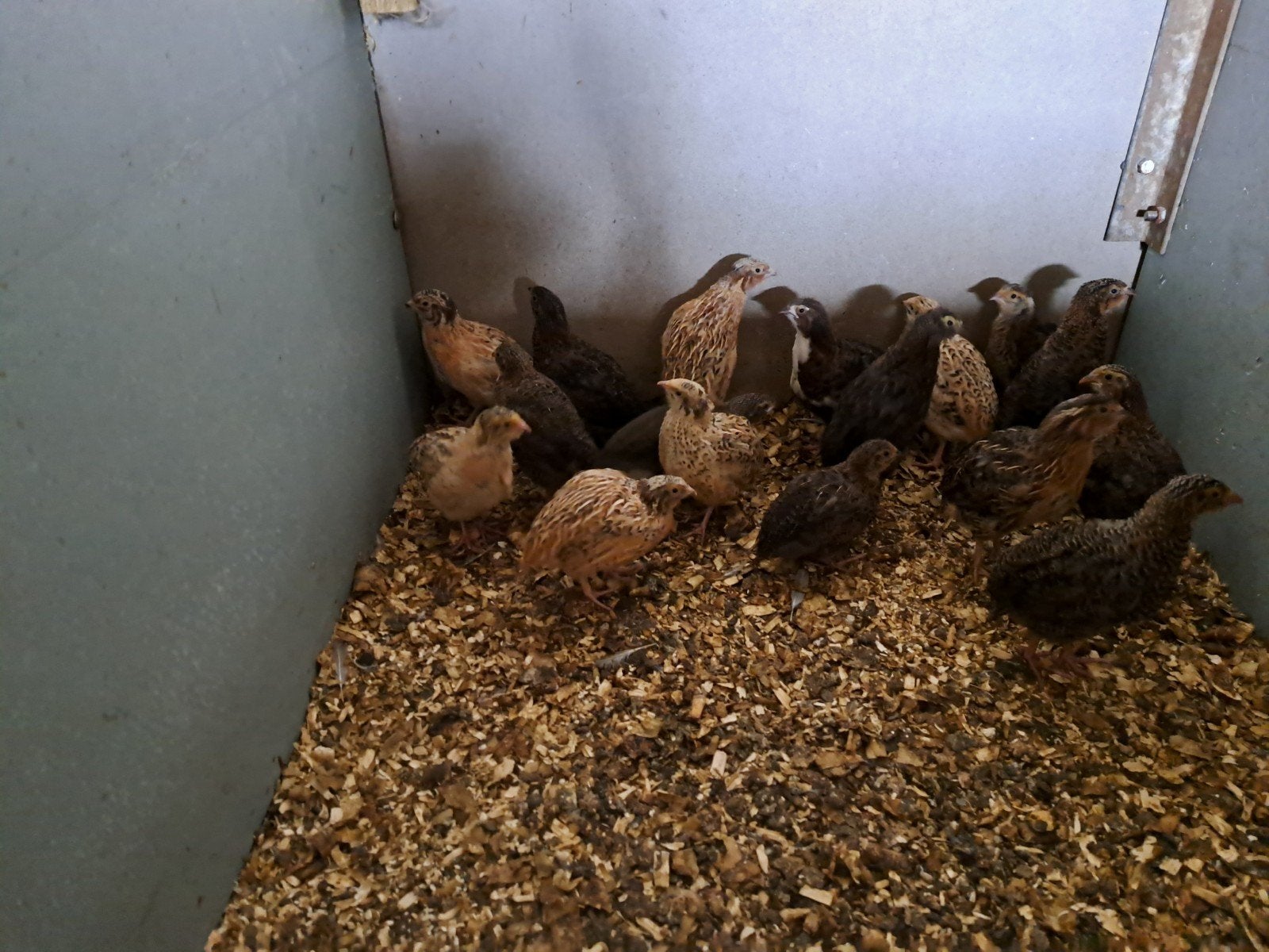 jumbo kwartels, Meerdere dieren, Overige soorten