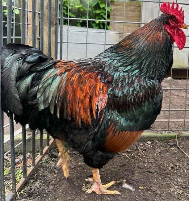 Barnevelder haan, Dieren en Toebehoren, Pluimvee, Kip, Mannelijk
