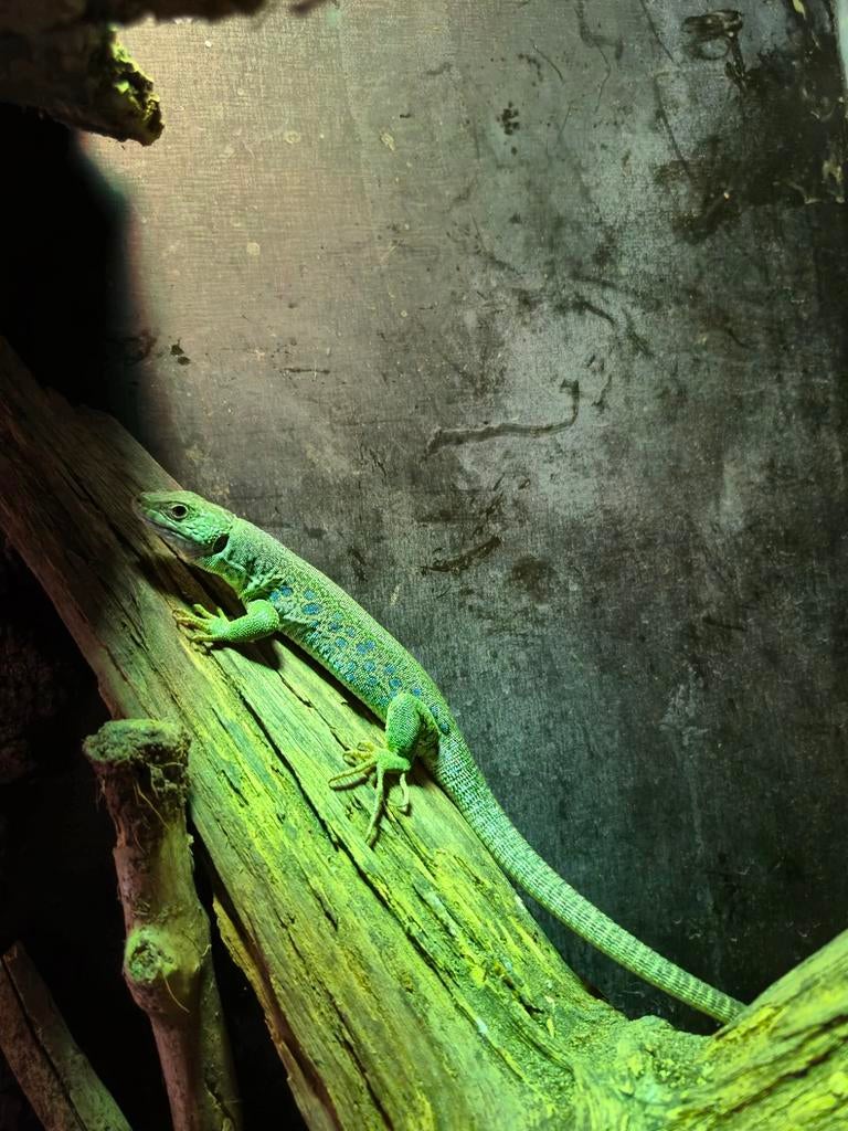 Timon lepidus Zoo Praha Nakweek 2025 2.1, Hagedis, 0 tot 2 jaar