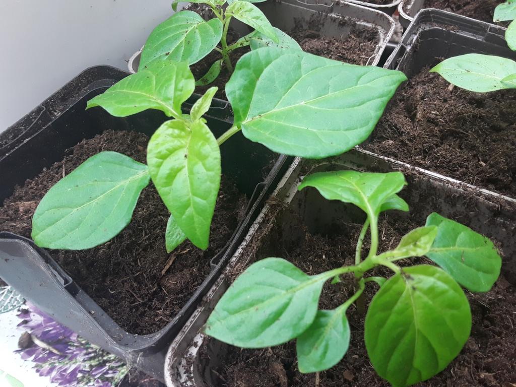 Moestuinplantjes planten stekjes madame Jeannette peper, Tuin en Terras, Planten | Tuinplanten, Ophalen, Eenjarig, Groenteplanten