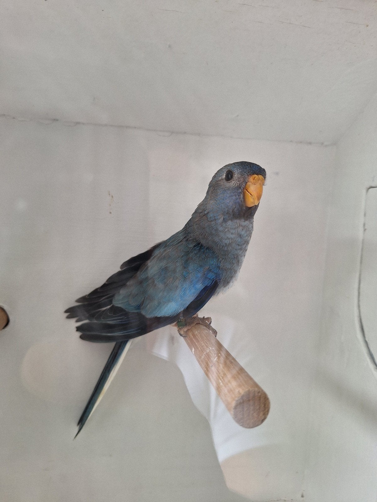 splendid parkiet, Geslacht onbekend, Parkiet