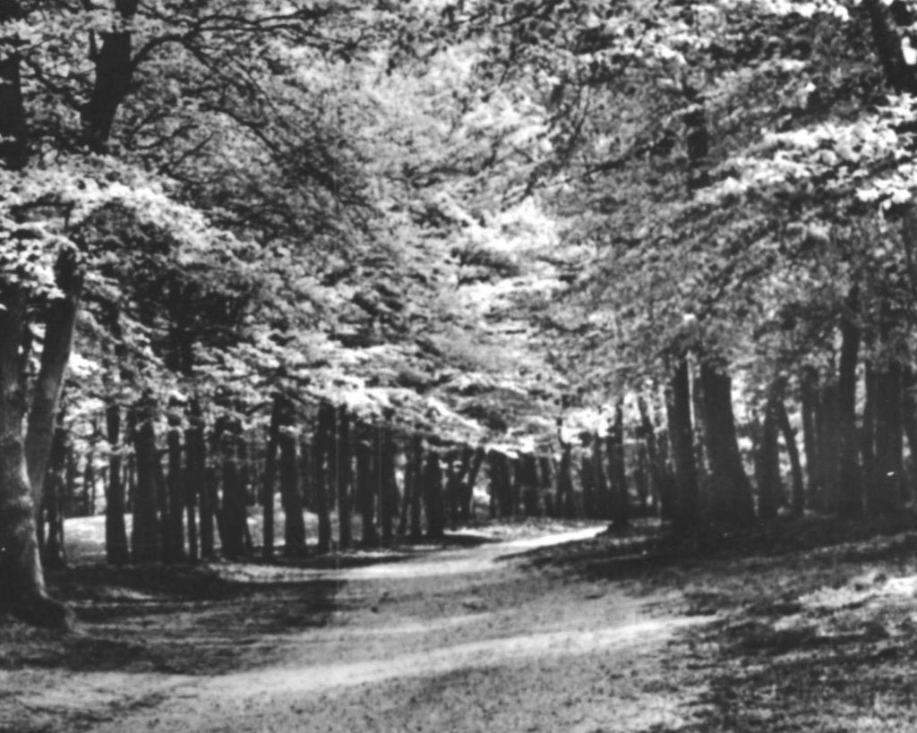 950065	Lunteren	Buurtbos	Mooie oude kaart onbeschreven, Ophalen of Verzenden, 1940 tot 1960, Ongelopen, Gelderland