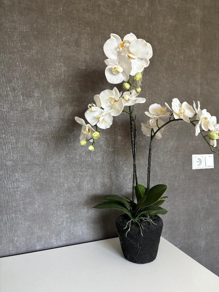 Mooie kunst  orchidee plant, Tuin en Terras, Planten | Tuinplanten, Ophalen, Overige soorten, Volle zon